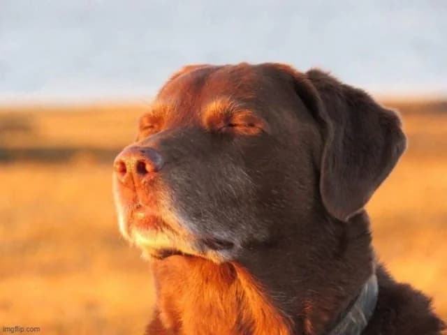 Why Dogs Are Truly Man’s Best Friend